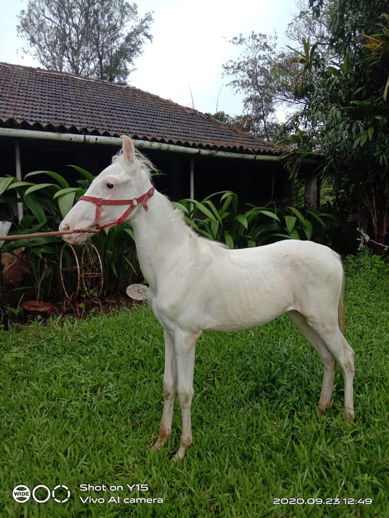 Nukra horse - 7month filly